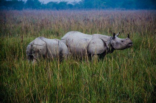 Pobitora Wildlife Sanctuary